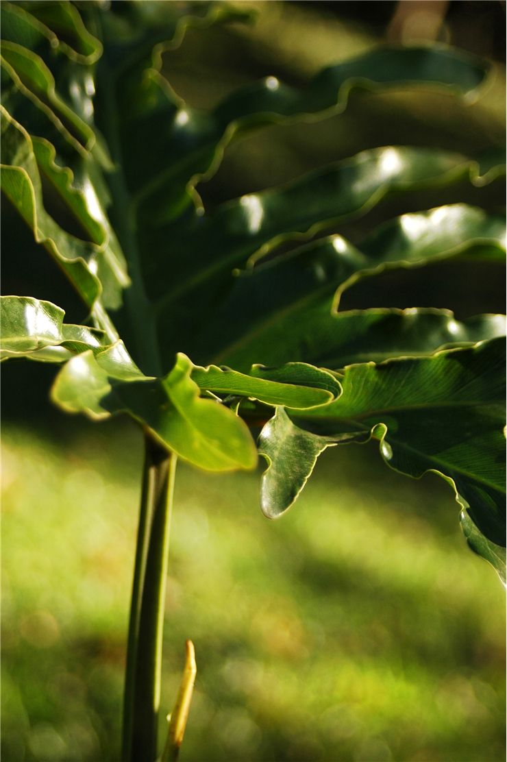 Fiber Leaf