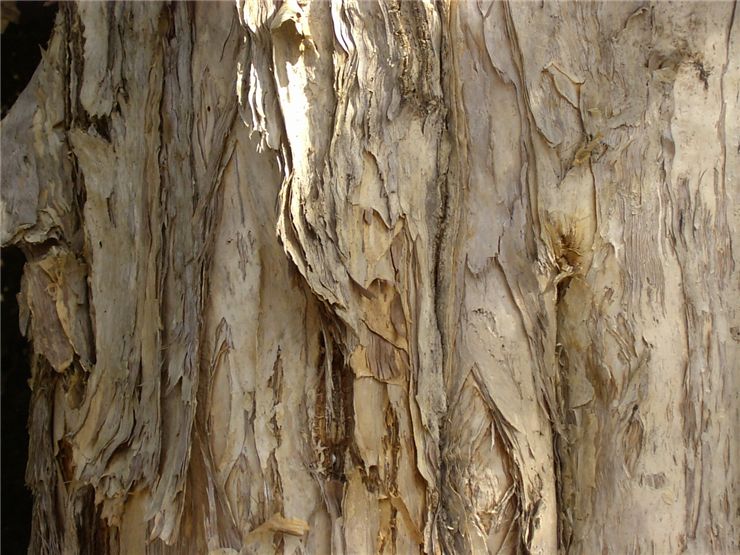 Paper Bark