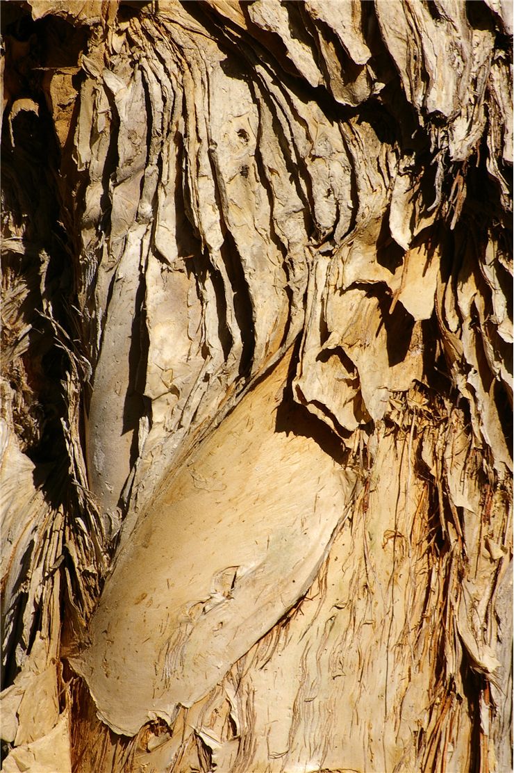Paper Bark Tree