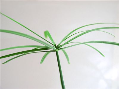 Papyrus Plant