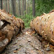 Pile of Wood for Processing