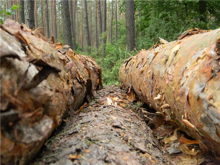 Pile of Wood for Processing